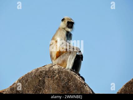 Scimmie di langur al forte di Ranthambore in India Foto Stock