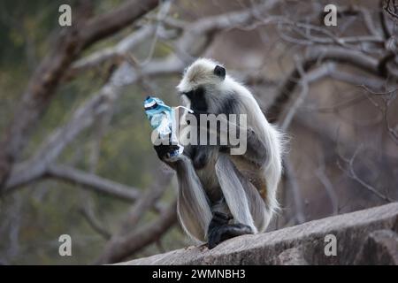 Scimmie di langur al forte di Ranthambore in India Foto Stock