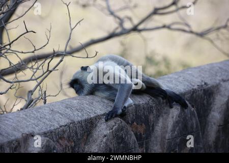 Scimmie di langur al forte di Ranthambore in India Foto Stock