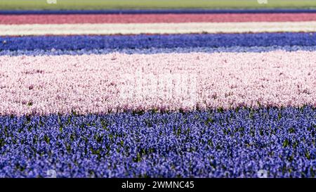 Questo campo di bulbi mostra fiori in splendidi colori in primavera e cresce nel paesaggio olandese su grandi terreni agricoli come coltura agricola per fiori Foto Stock