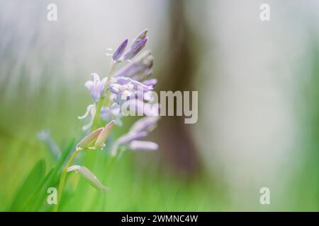 Campane di fiori selvatici o fiori di fiori lilla su uno sfondo di prato estivo viola sfocato Foto Stock