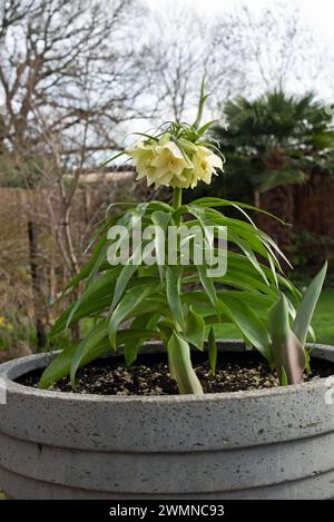 Fritillaria "Raddeana" Crown Imperial Foto Stock