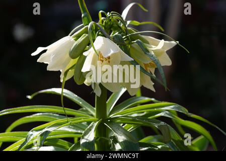 Fritillaria "Raddeana" Crown Imperial Foto Stock