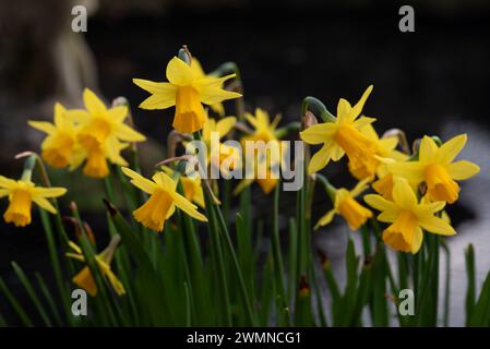 Narcissus Tete-a-tete Foto Stock