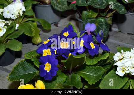 Fiori in pentole per la casa Primula lilla. Può sbocciare in una varietà di tonalità. Foto Stock