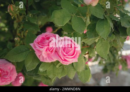 Campo di rose Damascena in soleggiata giornata estiva . Raccolta di petali di rosa per la produzione di profumi di olio di rosa. Villaggio Guneykent nella regione di Isparta, Turchia, un vero paradiso per l'ecoturismo. Foto Stock