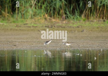 Due comuni Greenshanks che camminano sulla riva di un fiume in cerca di cibo, giornata di sole in autunno bassa Austria Fischamend Austria Foto Stock