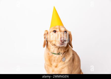 Primo piano, ritratto in studio del retriever labrador con cappello giallo da festa, girato su sfondo bianco. Concetto di allevamento di cani per animali domestici Foto Stock