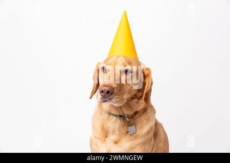 Primo piano, ritratto in studio del retriever labrador con cappello giallo da festa, girato su sfondo bianco. Concetto di allevamento di cani per animali domestici Foto Stock