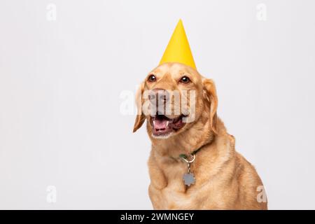 Primo piano, ritratto in studio del retriever labrador con cappello giallo da festa, girato su sfondo bianco. Concetto di allevamento di cani per animali domestici Foto Stock