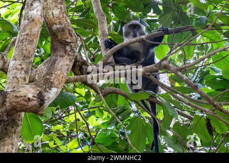 Zanzibar Sykes di scimmia (Cercopithecus albogularis albogularis) è una scimmia del Vecchio Mondo che è endemica di Zanzibar. Ci sono 12 sottospecie di Sykes Foto Stock