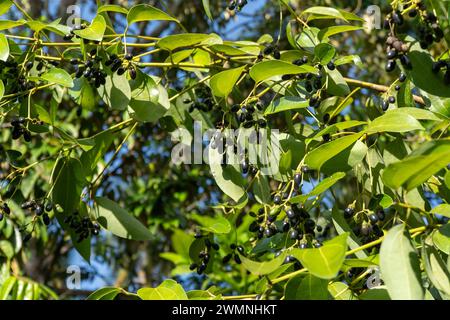 Il pepe nero (Piper nigrum) è una vite fiorita della famiglia delle Piperaceae, coltivata per i suoi frutti (il pepe granturco), Foto Stock