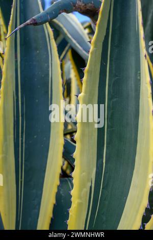 L'Agave americana (cultivar variegato) comunemente nota come pianta del secolo, maguey, o aloe americana, è una specie di piante in fiore appartenente alla fa Foto Stock