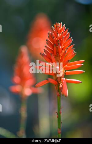 Fiori rossi fiammeggianti di una pianta di aloe arborescens fotografata in un giardino urbano di cactus a Tel Aviv Foto Stock