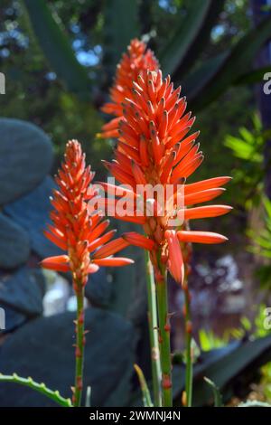 Fiori rossi fiammeggianti di una pianta di aloe arborescens fotografata in un giardino urbano di cactus a Tel Aviv Foto Stock