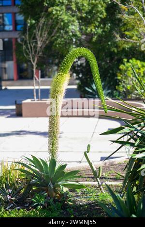 L'Agave attenuata è una specie di pianta in fiore della famiglia delle Asparagaceae, comunemente nota come coda di volpe o coda di leone. Il nome Swan's Neck agave r Foto Stock