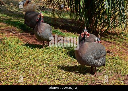 Guineafowl con casco (Numida meleagris) nel parco pubblico, Brasile Foto Stock