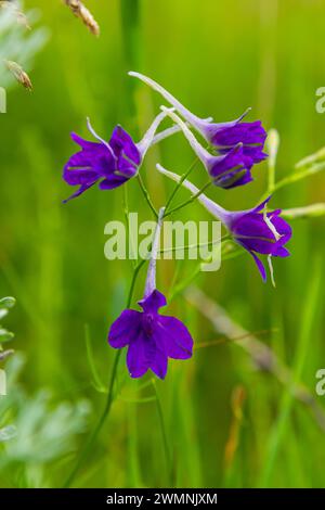 Delphinium selvatico o Consolida Regalis, conosciuto come forking o razzo larkspur. Il campo larkspur è erbaceo, pianta fiorente della famiglia Ranun delle coppe Foto Stock