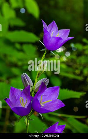 Fiore palloncino, Tussock Bellflower, Campanula persicifolia o Campanula carpatica fiori campanili viola in giardino autunnale. Foto Stock