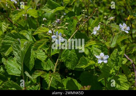 Fiore di mirtillo europeo Rubus caesius in estate. Foto Stock