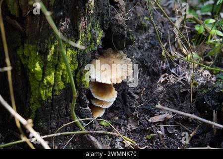 Fungo Gill crimpato (Plicaturopsis crispa) su tronco in putrefazione Foto Stock