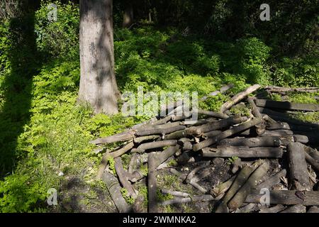 Mucchio di tronchi di legno sul bordo della foresta Foto Stock