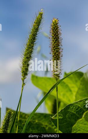 Setaria cresce nel campo in natura. Foto Stock