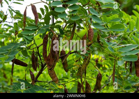 Robinia pseudoacacia, comunemente nota come locusta nera con semi. Foto Stock