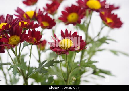 Crisantemi rosso e giallo-arancio. Splendidi e luminosi crisantemi fioriscono in autunno nel giardino Foto Stock