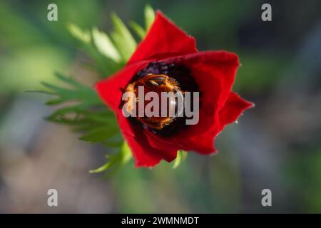 Particolare dell’ape o dell’ape a nido d’ape sulla coronaria rossa dell’Anemone, l’anemone papavero, originario della regione mediterranea Foto Stock