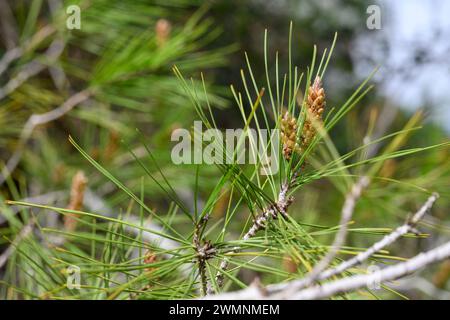Organi riproduttivi maschili di un pino di Gerusalemme o di un pino di Aleppo (Pinus halepensis) fotografati nelle colline di Gerusalemme, vicino a Beit Shemesh, Israele Foto Stock