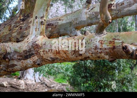 Tronco di eucalipto reclinabile. Alcuni escursionisti sconsiderati hanno inciso i loro nomi nel tronco fotografato nelle colline di Gerusalemme, vicino a Beit Sheme Foto Stock