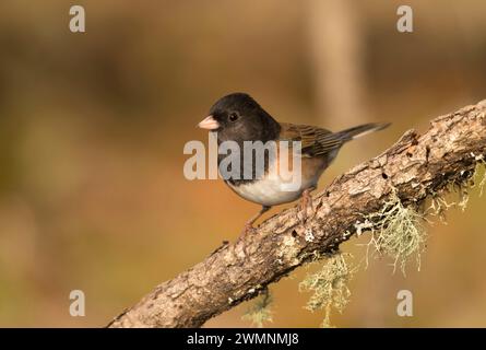 Dark-eyed junco, William Finley National Wildlife Refuge, Oregon Foto Stock