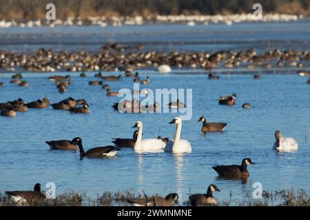 Oche del Canada (Branta canadensis) e tundra cigni a McFadden Marsh, William Finley National Wildlife Refuge, Oregon Foto Stock