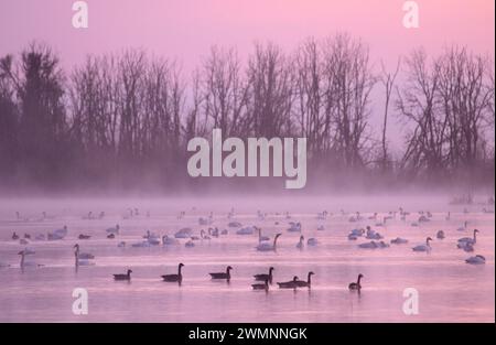 Oche del Canada (Branta canadensis) e tundra Swan (Cygnus columbianus) Dawn a McFadden Marsh, William Finley National Wildlife Refuge, Oregon Foto Stock