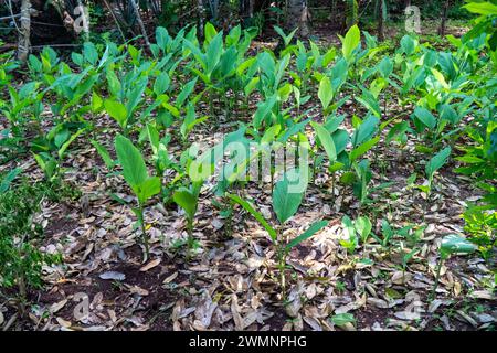 Lo zenzero (Zingiber officinale) è una pianta fiorente il cui rizoma, radice di zenzero o zenzero, è ampiamente usato come una spezie e una medicina popolare. Foto Stock