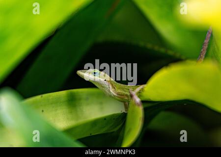 Geco Gold Dust Day (Phelsuma laticauda). Questa lucertola è originaria del Madagascar, ma è stata introdotta in varie isole del Pacifico. Fotografato in grande Foto Stock