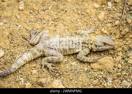 L'agama caucasica (Paralaudakia caucasia) è una specie di lucertola agamide trovata nel Caucaso, fotografata in Georgia a maggio Foto Stock