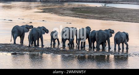 Branco di elefanti africani (Loxodonta Africana) che beve al fiume Luangwa al tramonto nel Parco Nazionale Luangwa meridionale in Zambia, Africa meridionale Foto Stock
