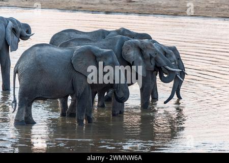Gruppo di elefanti africani (Loxodonta Africana) che bevono al fiume Luangwa al tramonto nel Parco Nazionale Luangwa meridionale in Zambia, Africa meridionale Foto Stock