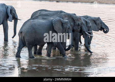 Gruppo di elefanti africani (Loxodonta Africana) che bevono al fiume Luangwa al tramonto nel Parco Nazionale Luangwa meridionale in Zambia, Africa meridionale Foto Stock