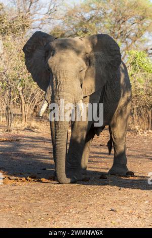 Elefante toro africano maturo solitario (Loxodonta Africana) nel Parco nazionale del Luangwa meridionale in Zambia, Africa meridionale Foto Stock