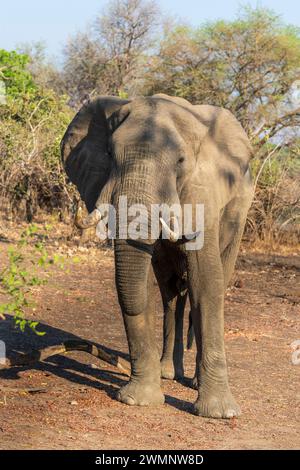 Elefante toro africano (Loxodonta Africana) nel Parco Nazionale Luangwa meridionale in Zambia, Africa meridionale Foto Stock