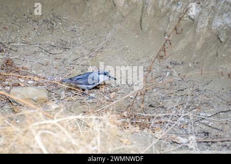 Il nuthatch di roccia occidentale (Sitta neumayer) (a volte noto semplicemente come nuthatch di roccia) è un piccolo uccello passerino che si riproduce dalla Croazia a est Foto Stock