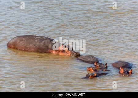 Un ippopotamo (Hippopotamus amphibius) con giovani vitelli nel fiume Luangwa nel South Luangwa National Park nello Zambia, nell'Africa meridionale Foto Stock