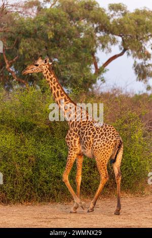 Una giraffa femminile di Thornicroft (Giraffa camelopardalis thornicrofti) sta per partorire nel South Luangwa National Park in Zambia, Africa meridionale Foto Stock