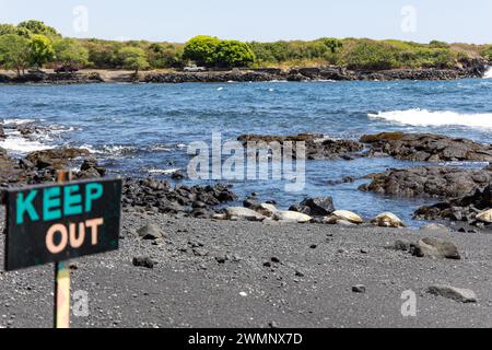 Tartaruga marina verde (Chelonia mydas). Tartarughe marine verdi che si crogiolano sulla sabbia nera di Punalu'u Beach (Black Sand Beach), Big Island, Hawaii, Stati Uniti. Verde se Foto Stock