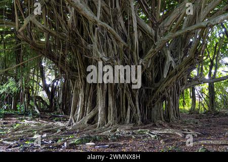 Banyan Tree Big Island, Hawaii Un banyan, anche baniano è un fico strangolatore che avvolge il loro albero ospite con la rete di radici aeree e di sostegno (contrafforti) Foto Stock