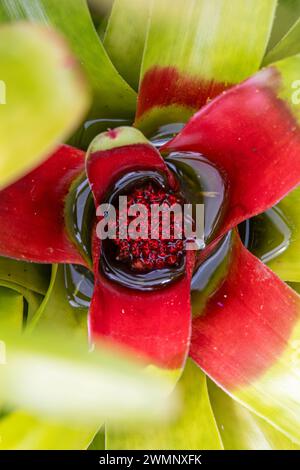 Bromeliade arrossente (Neoregelia carolinae) pianta in fiore. Big Island, Hawaii Foto Stock