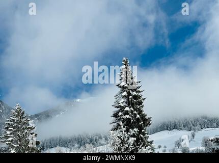 I pini dopo una tempesta di neve nelle Alpi austriache. Foto Stock